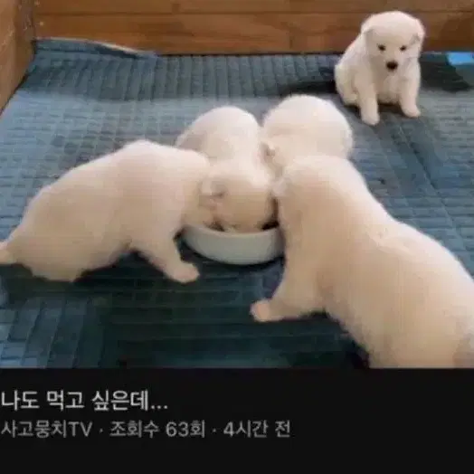 아이브 파파존스 2차 포토카드 미개봉 양도 판매합니다!