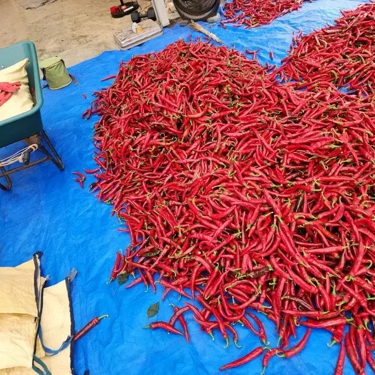 24년 단양 햇 고추가루판매합니다.