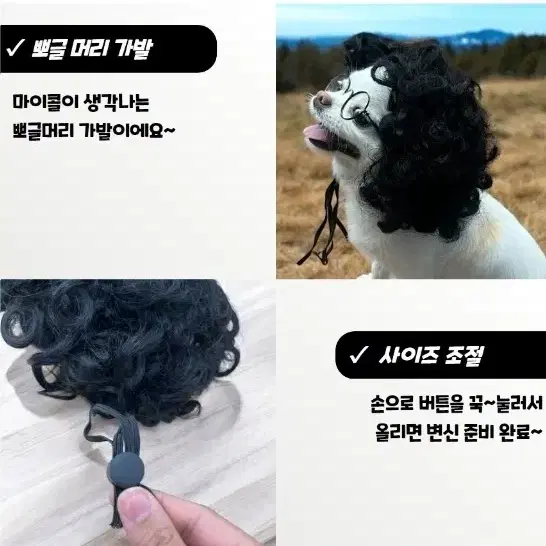 [품절임박] 인싸강아지가발 뽀글머리 강아지 가발 애견 반려견 댕댕이 개