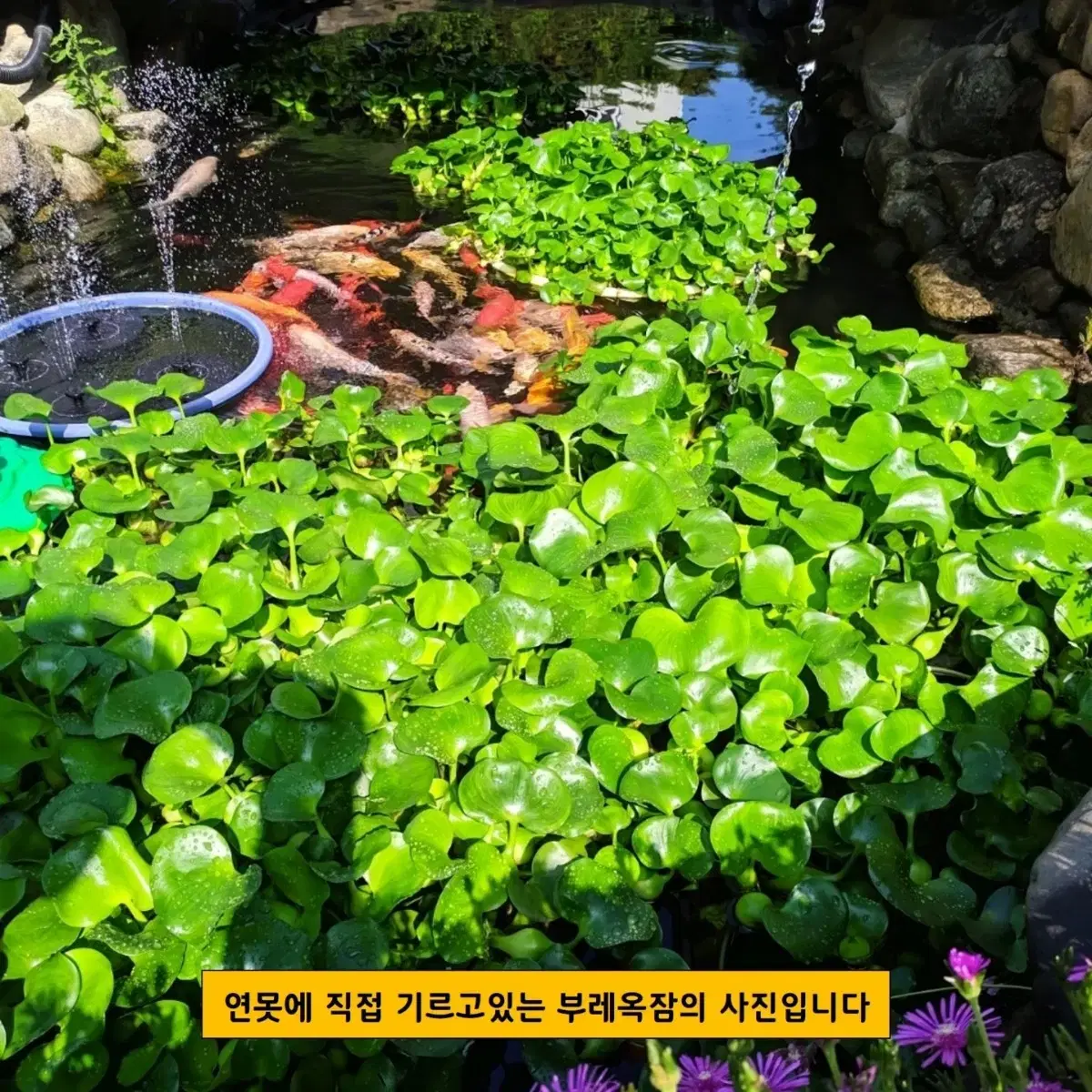 부레옥잠 500원