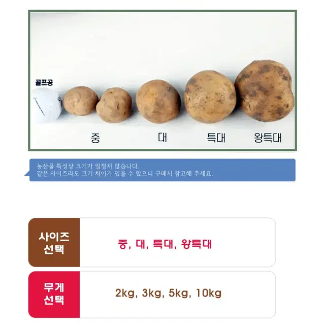 강원도 산지직송 무료배송 햇감자 수미감자 (특대 사이즈)(5kg)