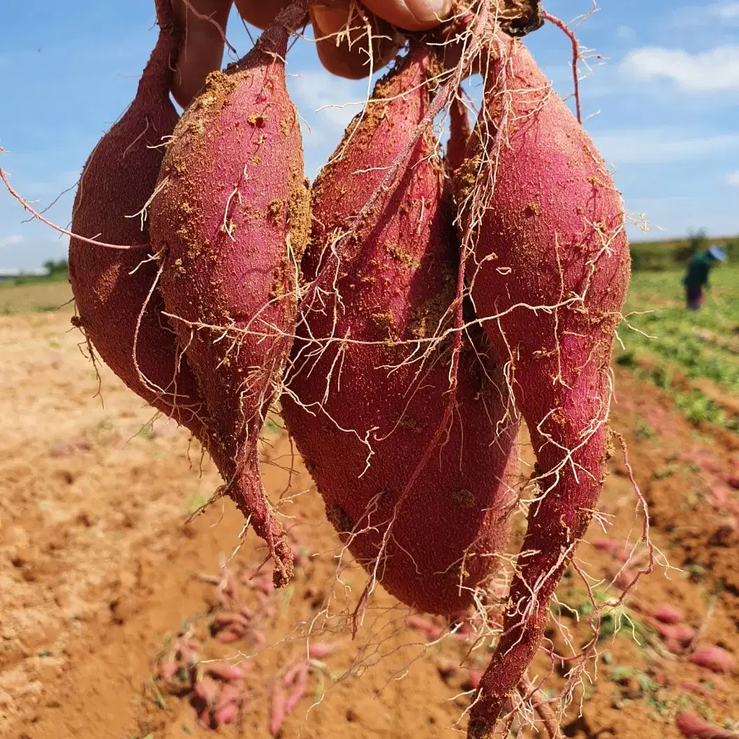 할인) 해남 햇 꿀 고구마 3kg 13,900 다이어트 강아지간식