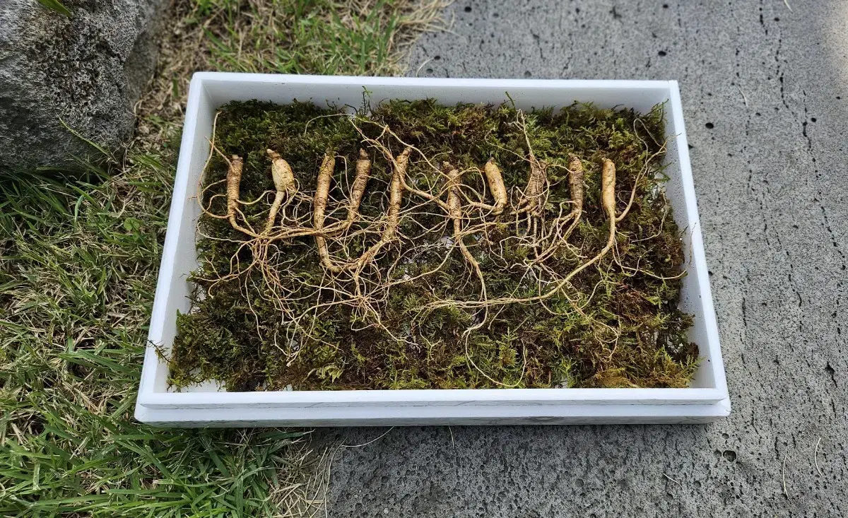 San Ginseng 10 Roots 35000won Free shipping on the same day