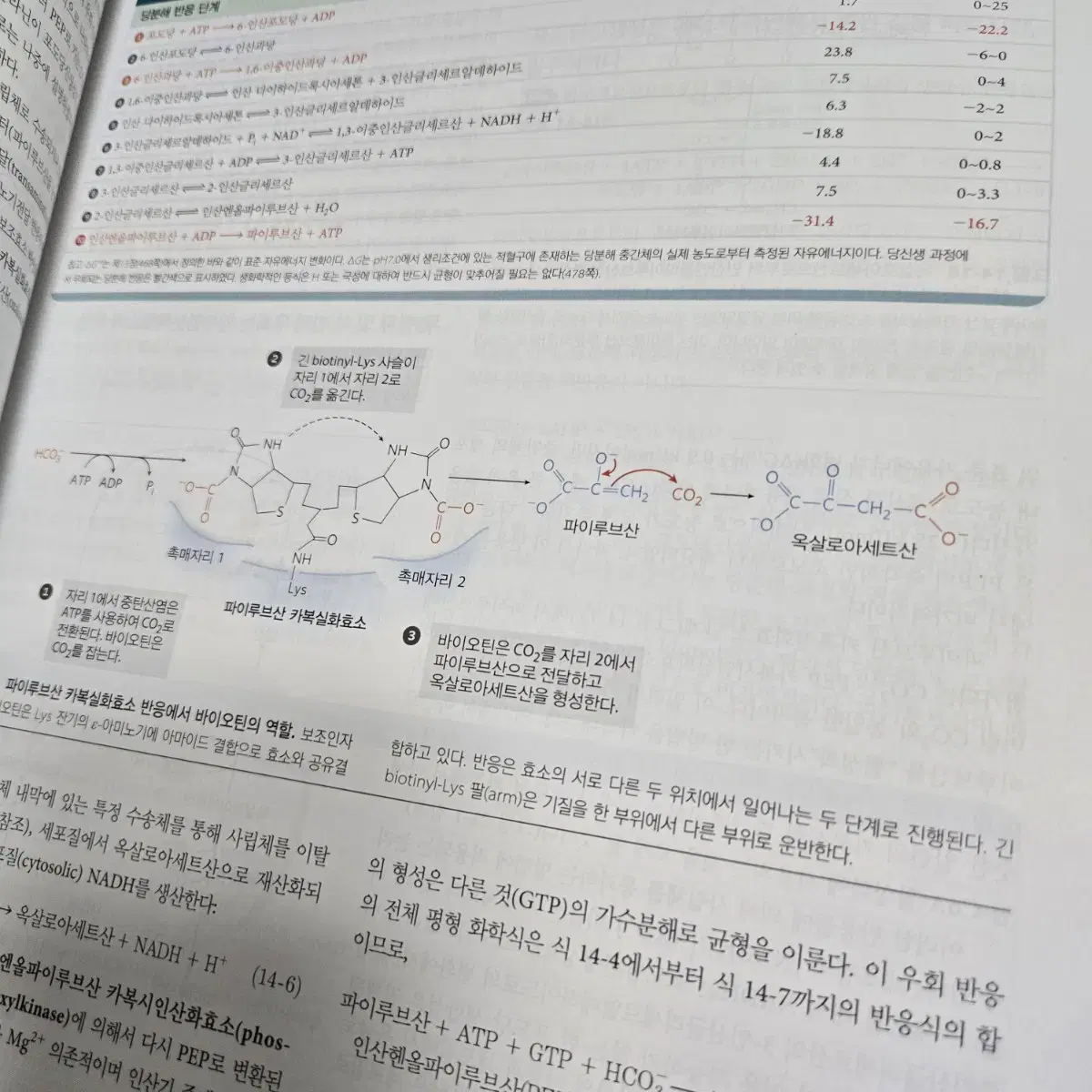 레닌저 생화학 하 8판