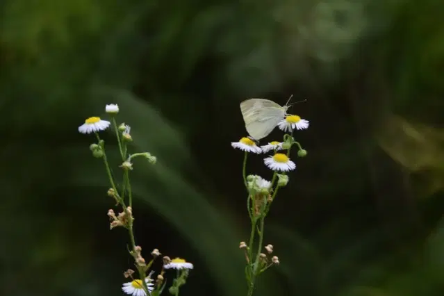 [수동렌즈] MINOLTA RF 250MM F5.6 FOR MD/MC