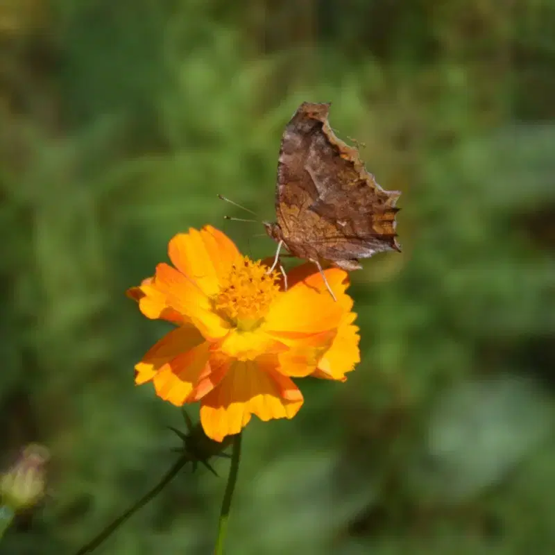 [수동렌즈] MINOLTA RF 250MM F5.6 FOR MD/MC