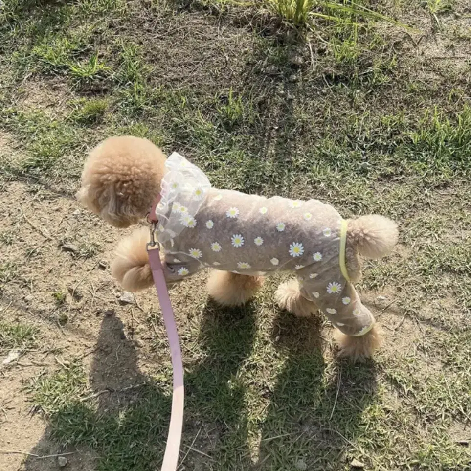 강아지 해충방지 시스루 올인원