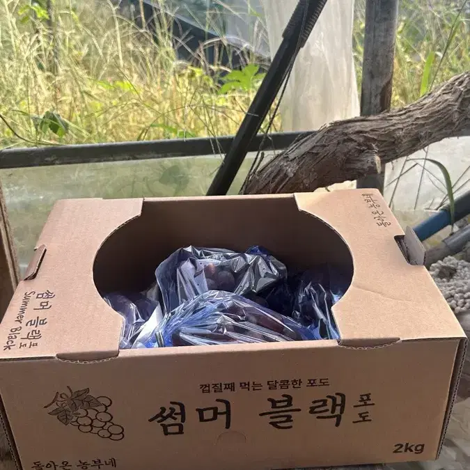 썸머 블랙(포도, 신품종) 2Kg