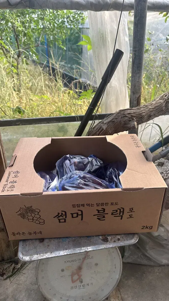 썸머 블랙(포도, 신품종) 2Kg