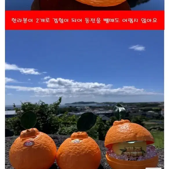 한라봉 저금통 샤베트 식품 포장케이스도소매