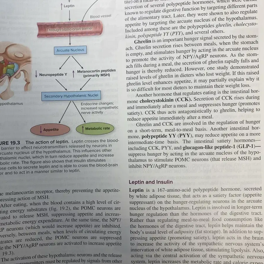 Human physiology 15판 Stuart IraFox 인체생리학