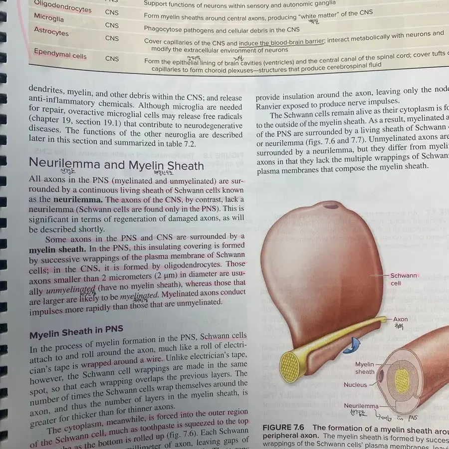 Human physiology 15판 Stuart IraFox 인체생리학