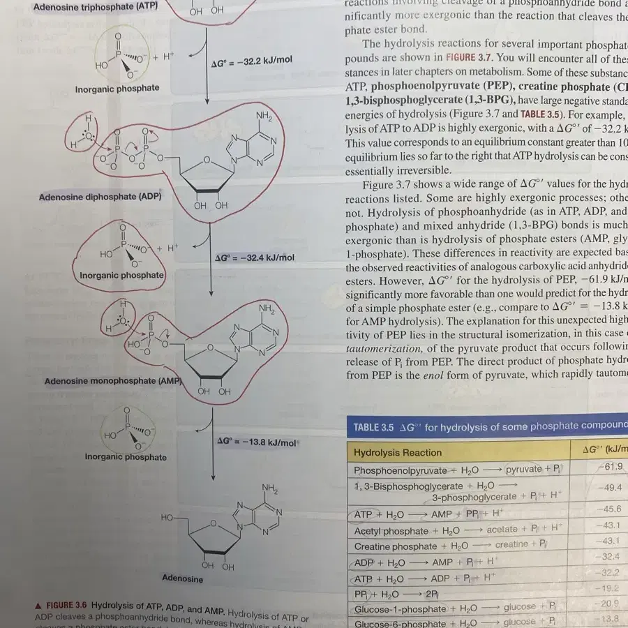 Biochemistry2판 global edition 생화학