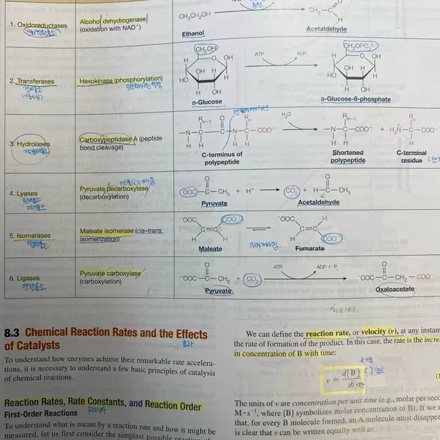 Biochemistry2판 global edition 생화학