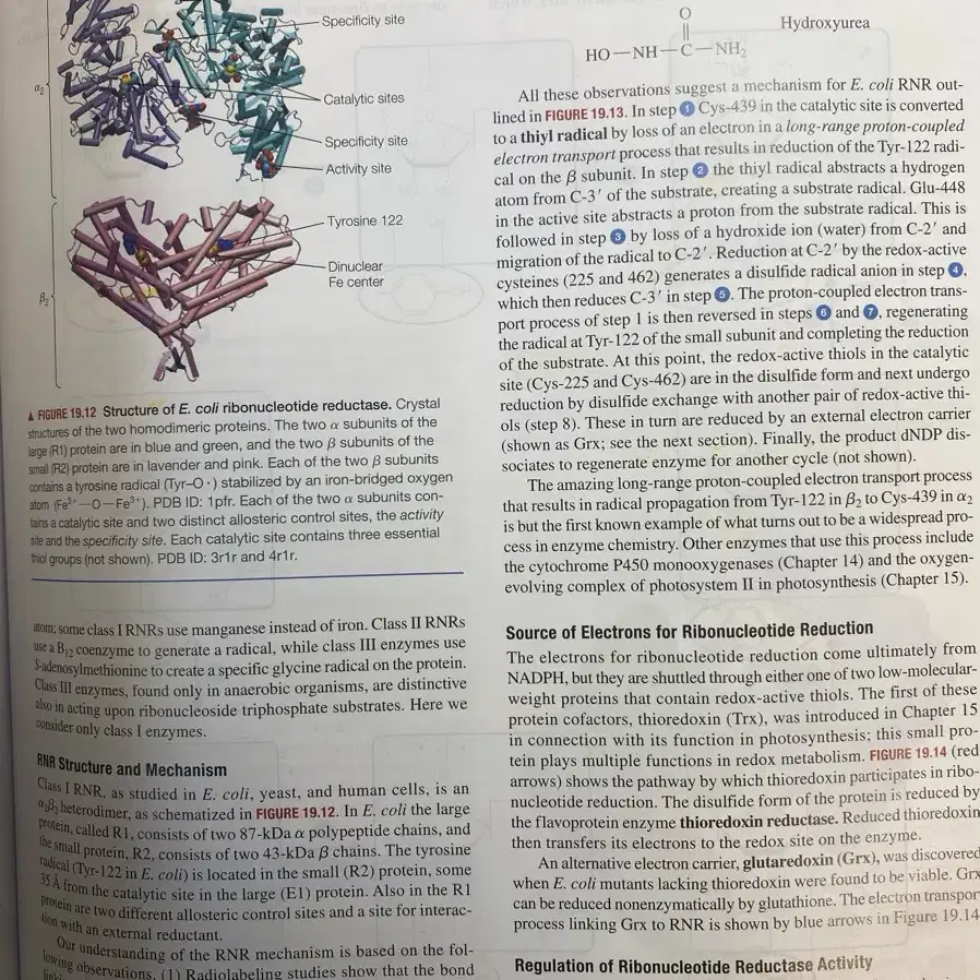 Biochemistry2판 global edition 생화학