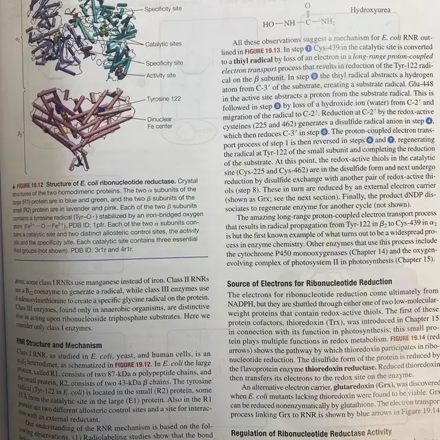 Biochemistry2판 global edition 생화학