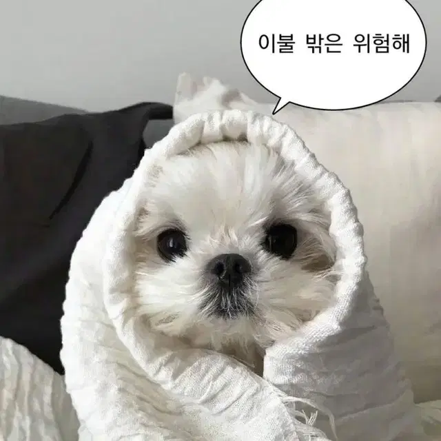 니아르 붓기캔디 구해요