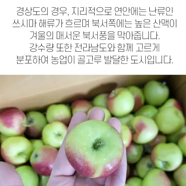 루비에스 미니사과 1kg 아이들간식