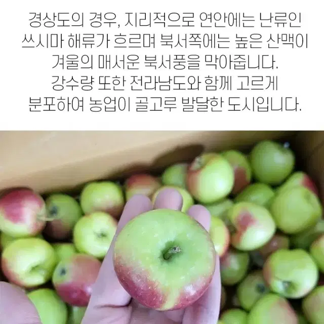 루비에스 미니사과 1kg 아이들간식