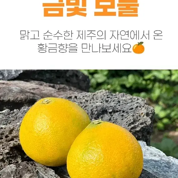 제주 황금향 선물세트 2.5kg 중과 추석선물