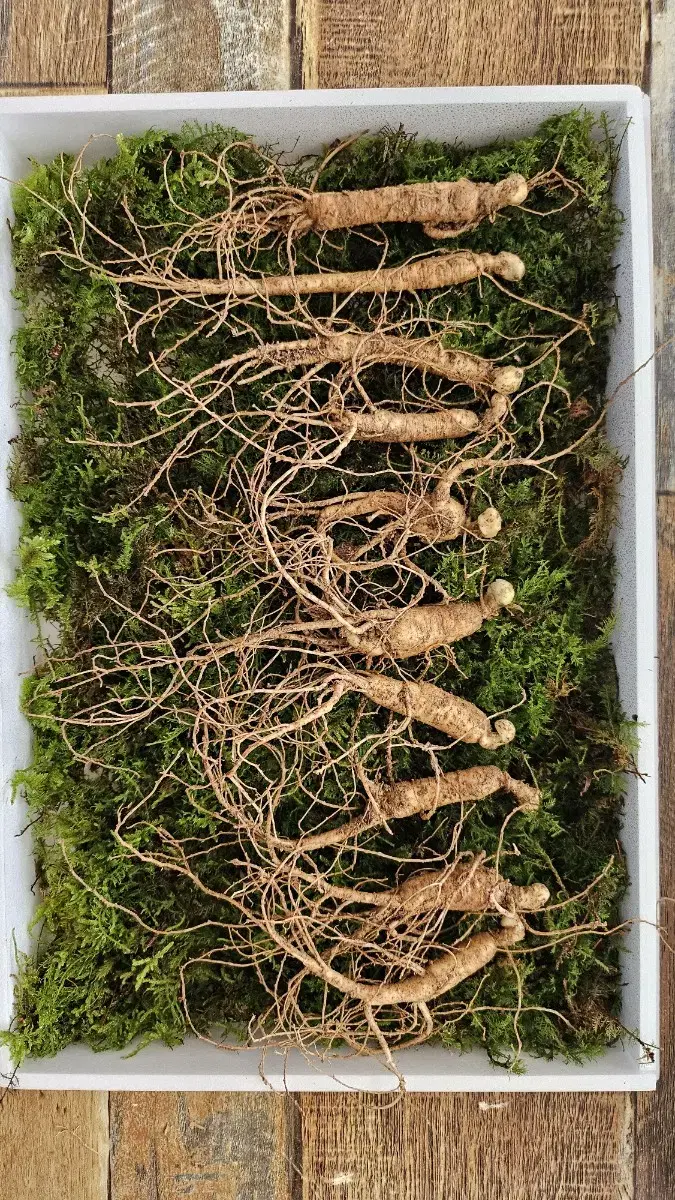 6-Year-Grown Wild Ginseng Premium Grade 10 Roots