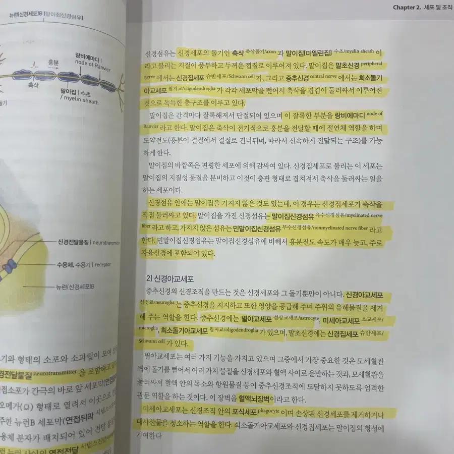 임병 사람해부학 아카데미아 대학서적