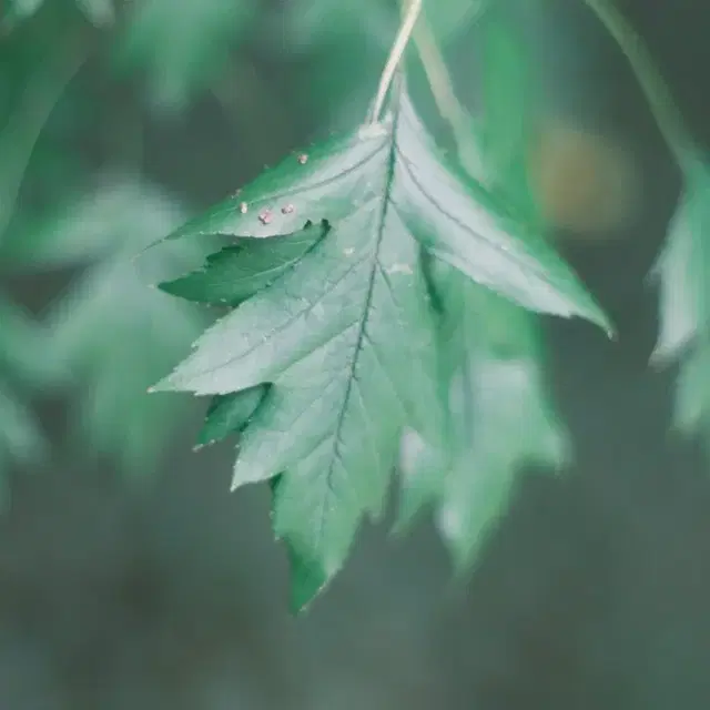 슈퍼타쿠마 50mm f1.4 올드렌즈 풀세트