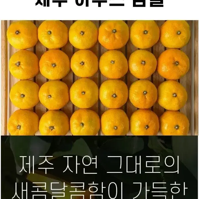 제주감귤 선물세트 2kg