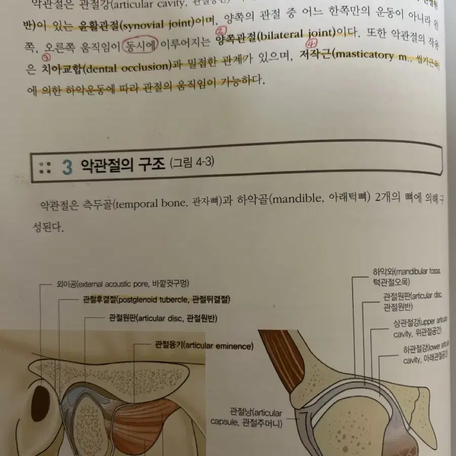 구강해부학