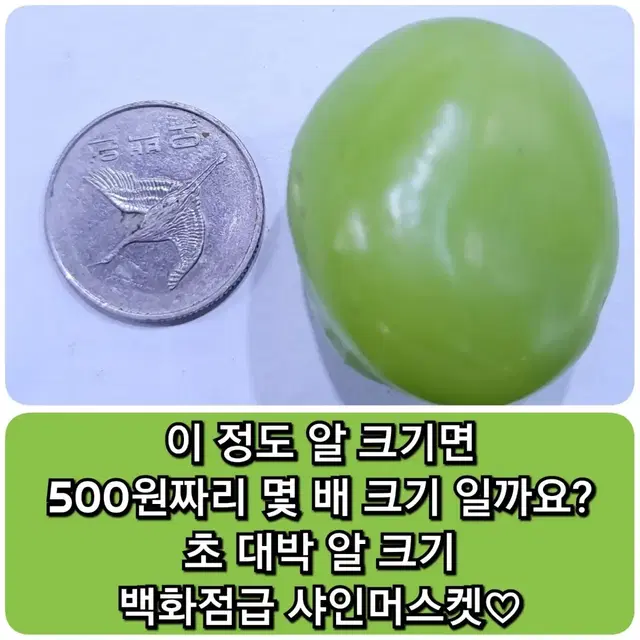 샤인머스켓