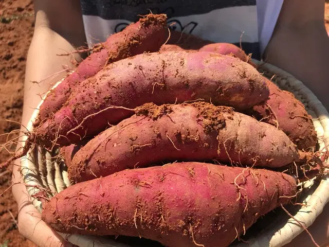 국내산 해남 세척고구마 밤고구마 대사이즈 3kg 5kg