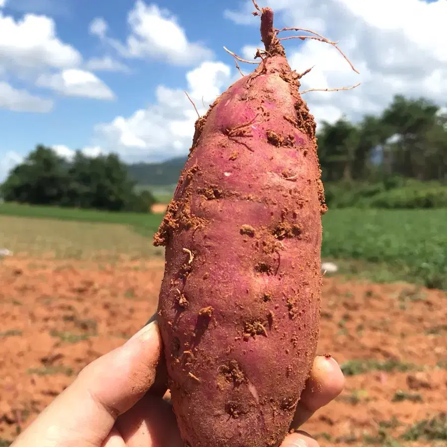 국내산 해남 세척고구마 밤고구마 대사이즈 3kg 5kg