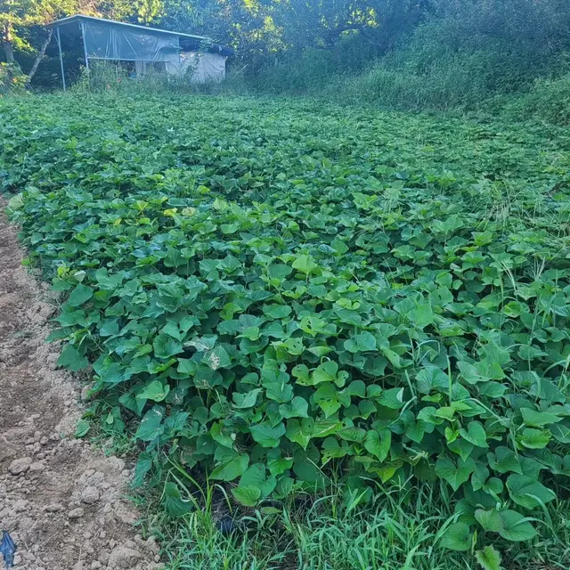 꿀고구마 5kg, 10kg 판매합니다.