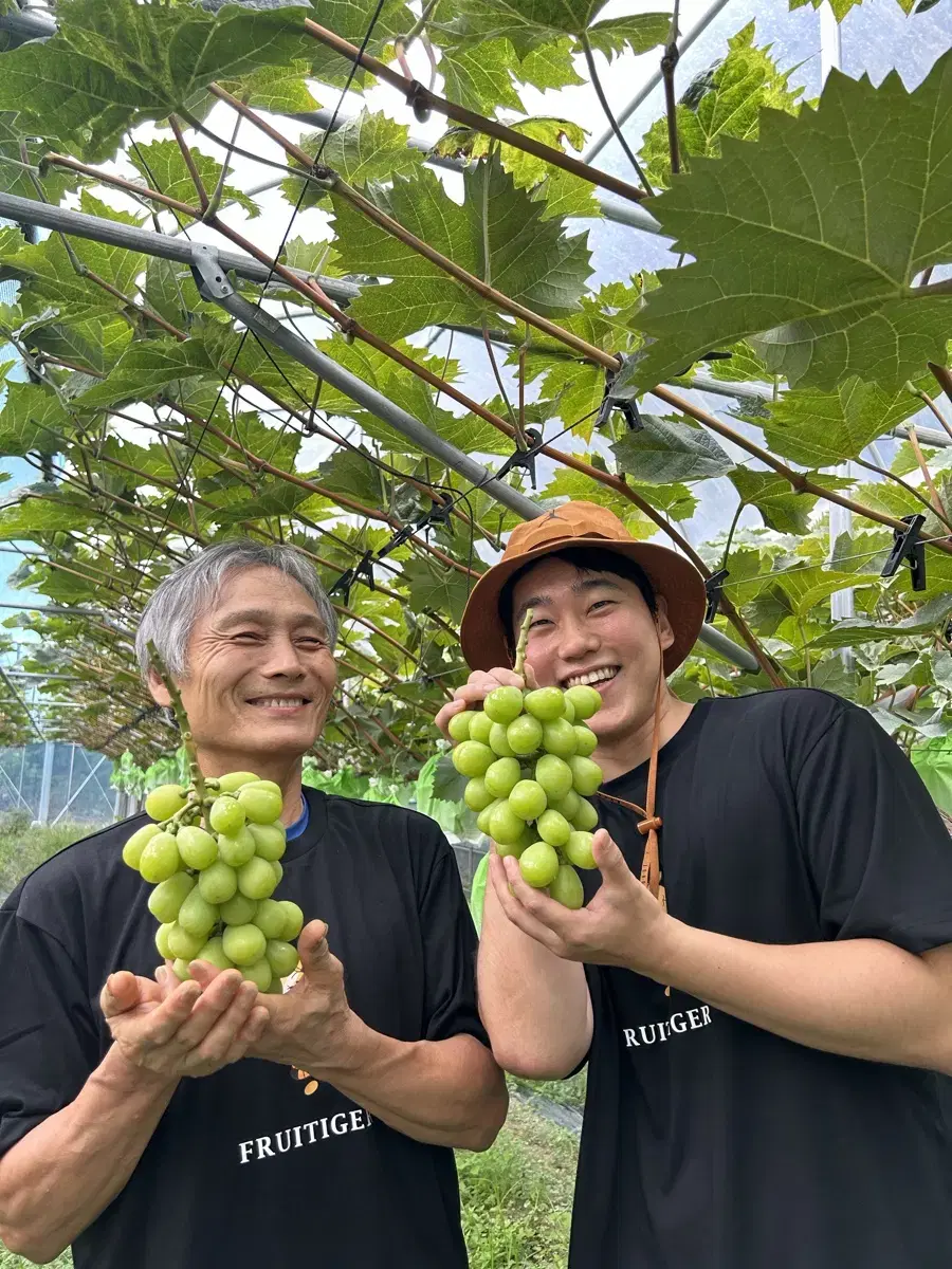 산지직송 프리미엄 샤인머스켓 판매