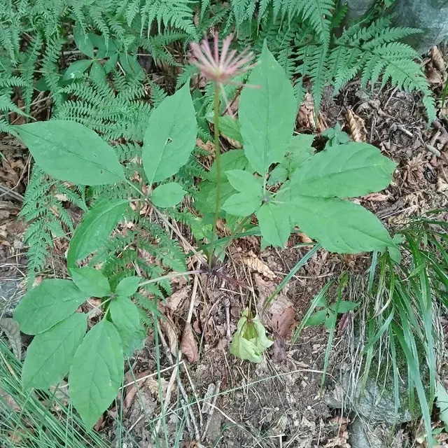 자연산산삼