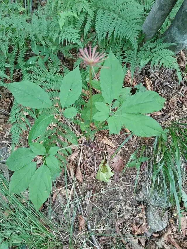 자연산산삼