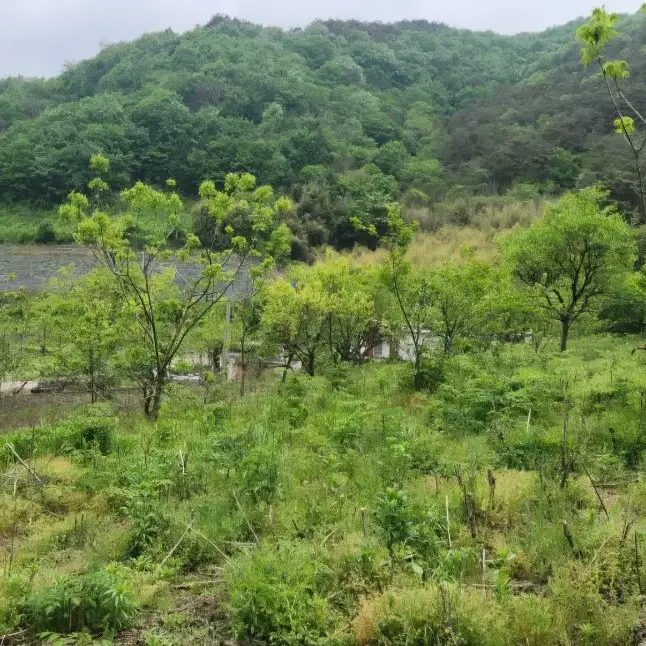 전라북도 쌍치면 옥산리 18 전 매매