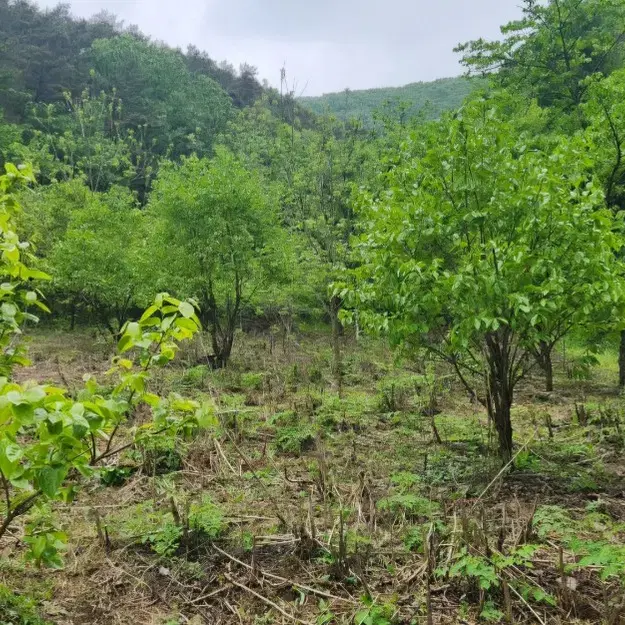 전라북도 쌍치면 옥산리 18 전 매매