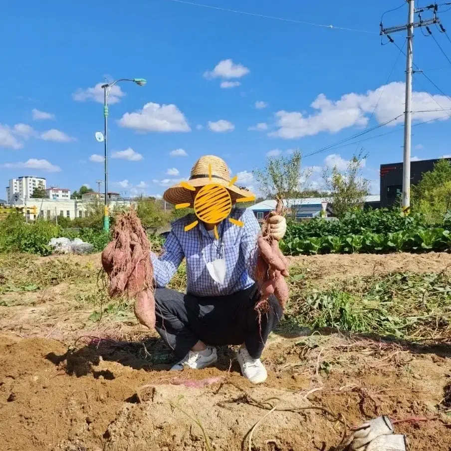 [추석 수확 유기농] 황토 꿀밤고구마 10kg 한박스