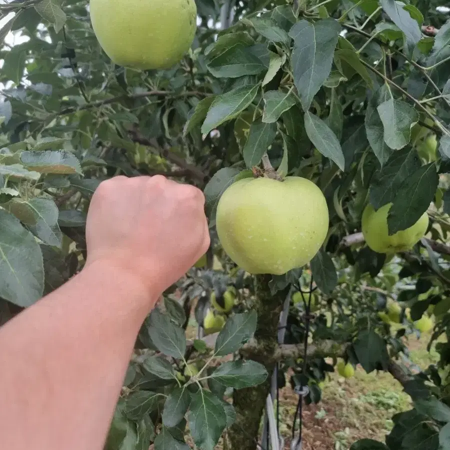 직접 수확한 사과 판매합니다~