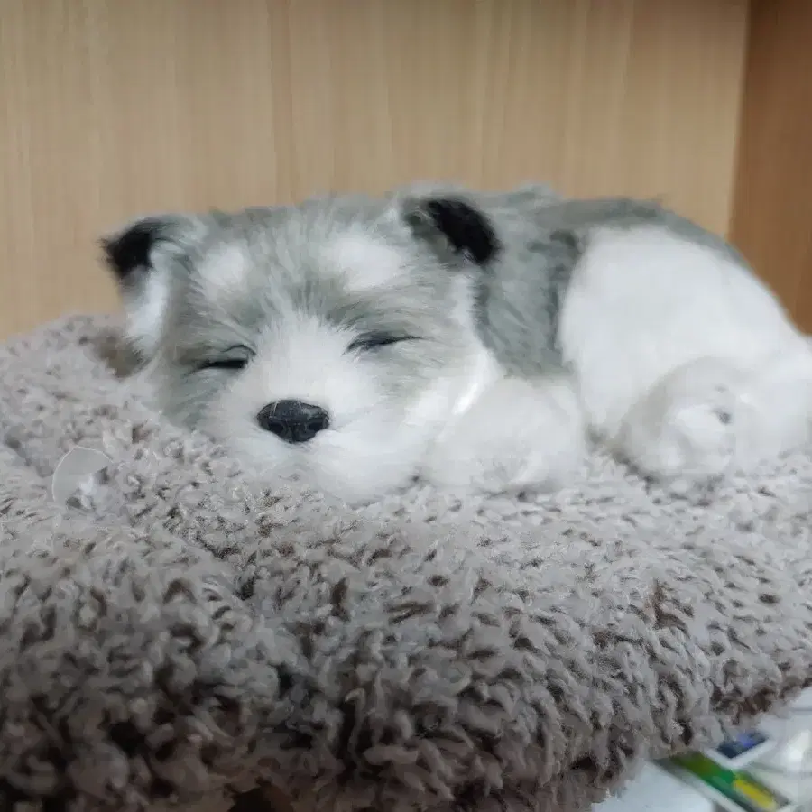 잠자는 고양이 강아지 인형