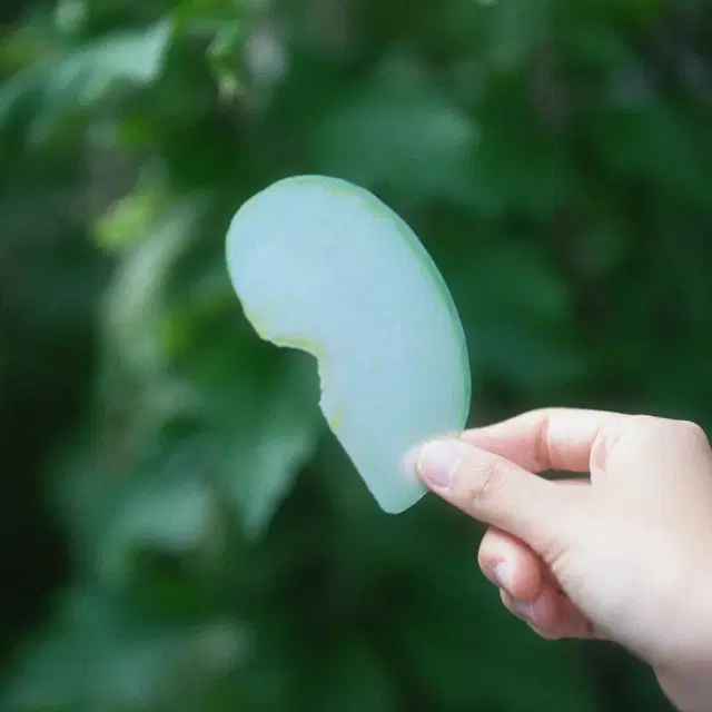 이옥토님 청사과 풋사과 책갈피