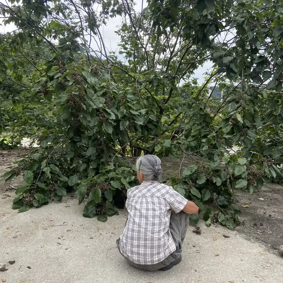 물 끓여먹는 헛개열매 350g