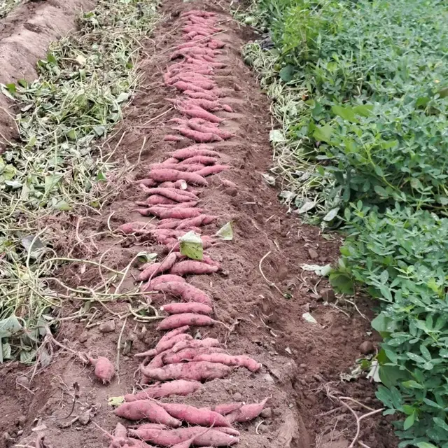 황금 호박 고구마 10kg