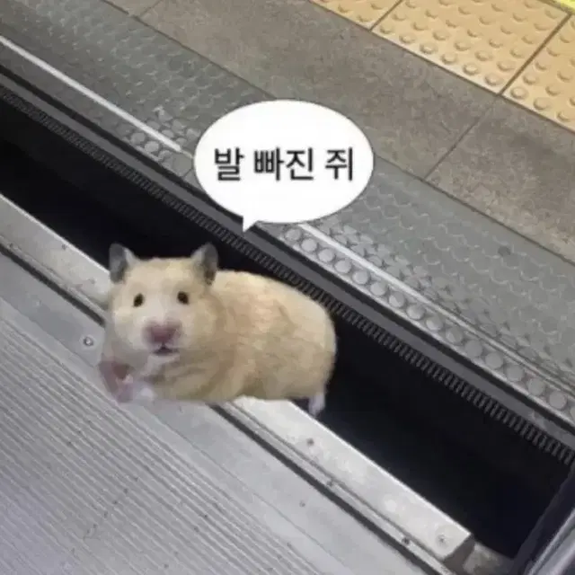 포스센스티브 버뮤다 스웻팬츠