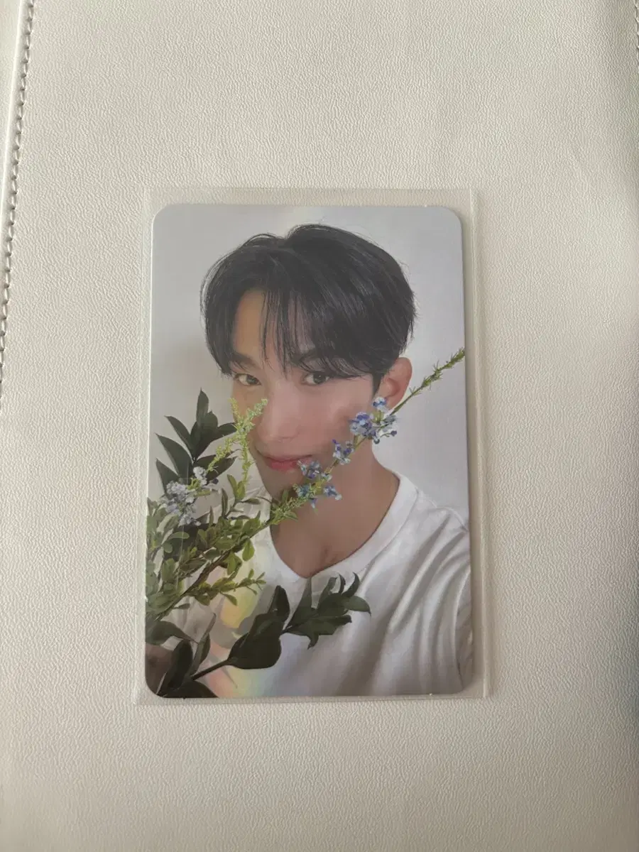 seventeen right here deer photocard