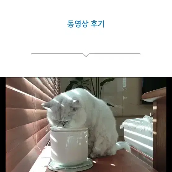 인히어런트 머그 고양이 정수기