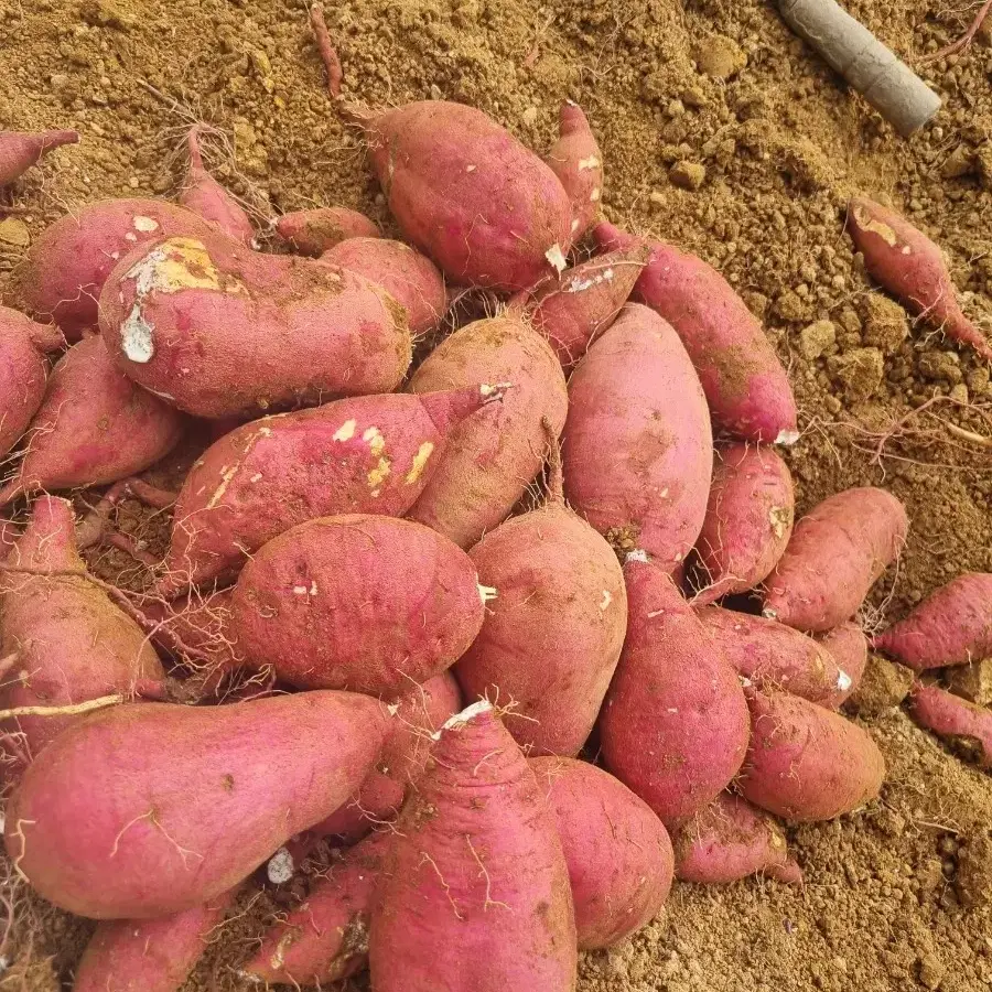 장성축령산꿀고구마