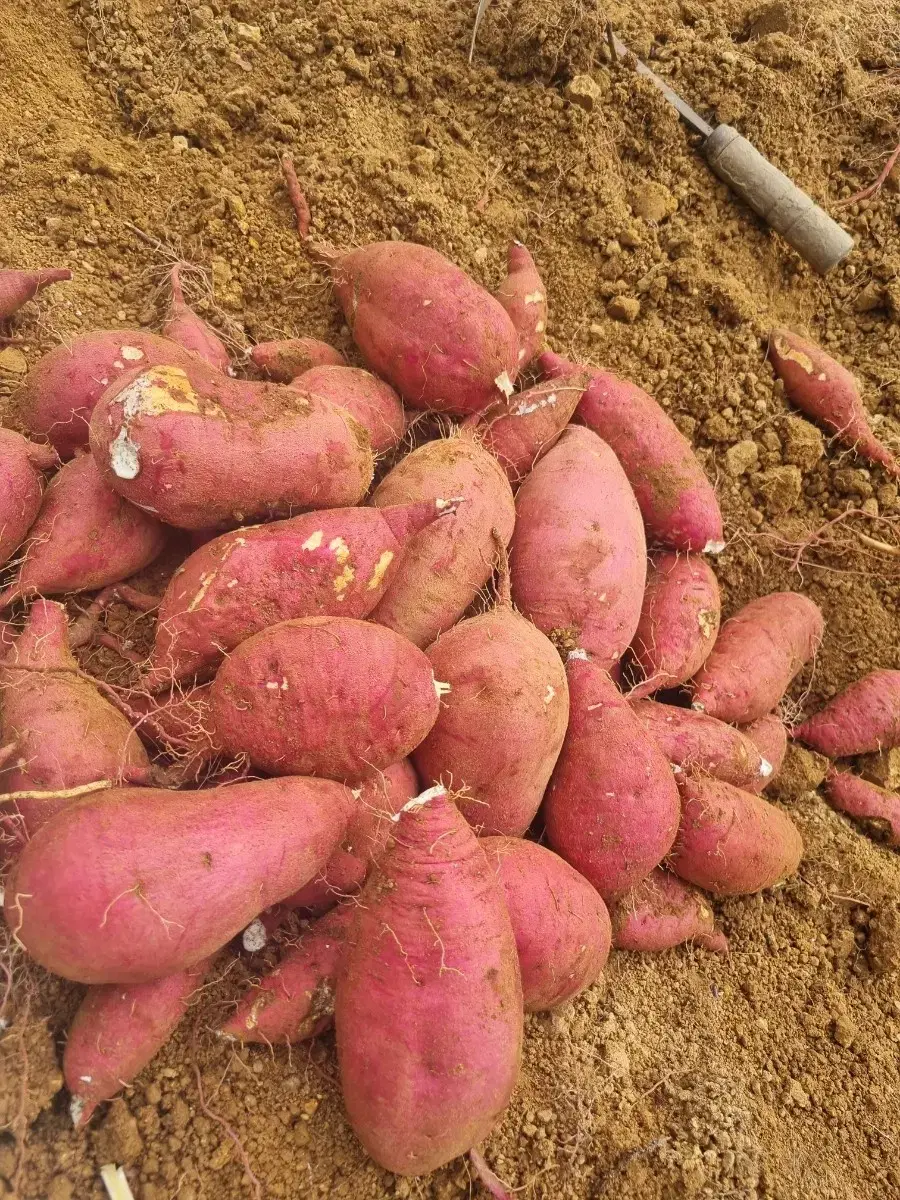 장성축령산꿀밤고구마