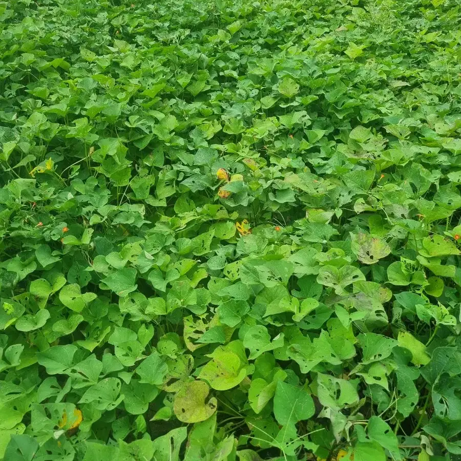 장성축령산꿀고구마